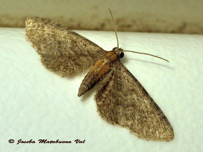 Eupithecia sp. (Geometridae)